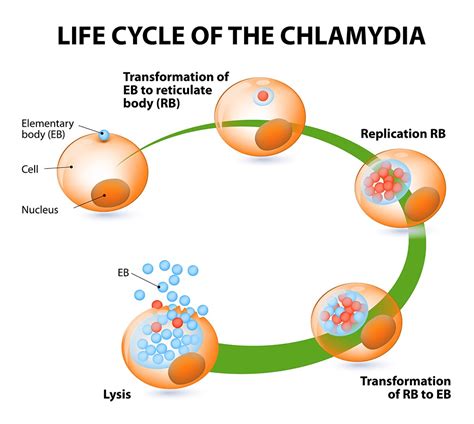 Does oral chlamydia go away?