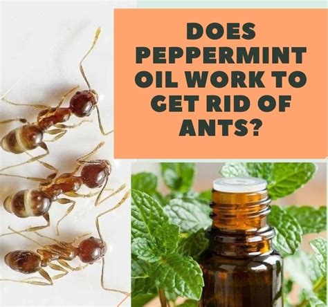 Does orange oil attract ants?