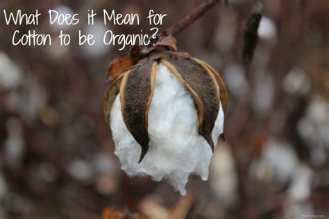 Does organic cotton mean no pesticides?