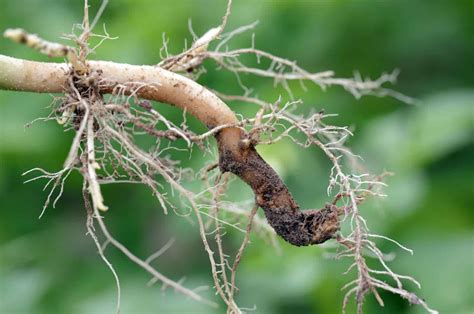 Does overwatering cause root rot?