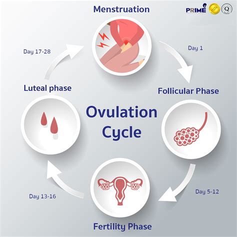 Does ovulation change your face?