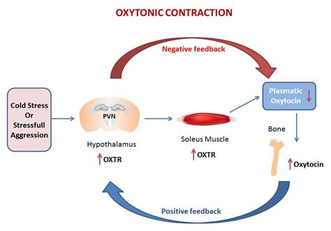 Does oxytocin stimulate smooth muscle?