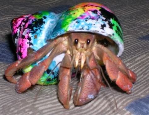 Does paint hurt hermit crabs?