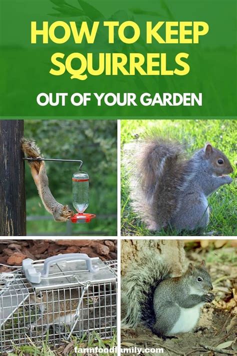 Does paprika get rid of squirrels?