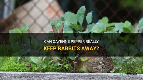 Does pepper keep rabbits away from plants?