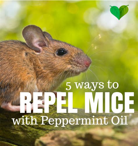 Does peppermint attract mice?