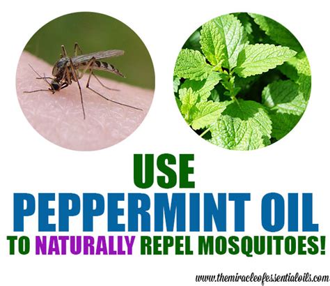 Does peppermint attract mosquitoes?