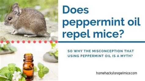 Does peppermint attract rats?