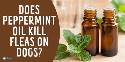 Does peppermint harm animals?