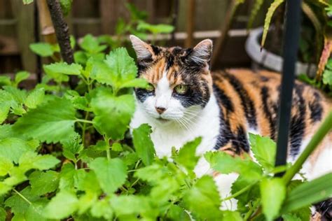 Does peppermint keep cats away?