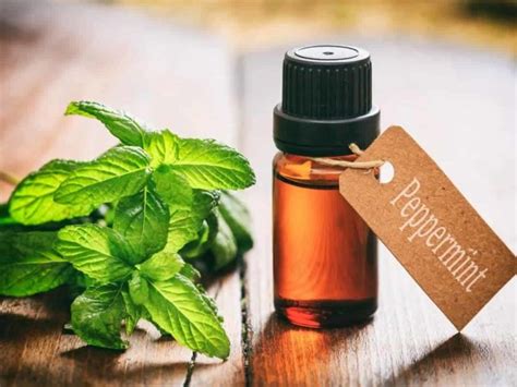 Does peppermint oil attract any animals?