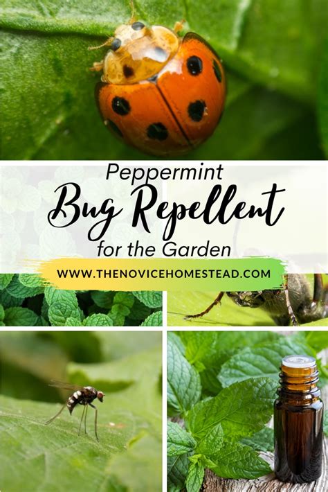 Does peppermint oil attract any pests?