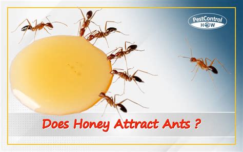 Does perfume attract ants?