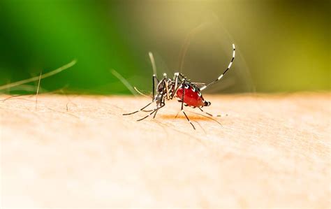 Does period attract mosquitoes?