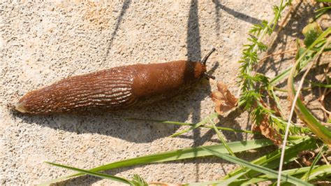 Does picking up slugs hurt them?