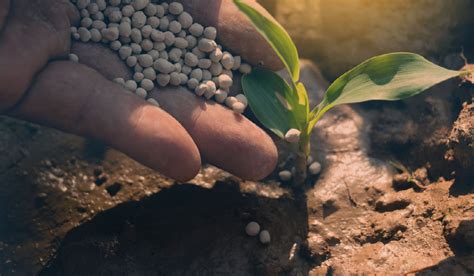 Does plant fertilizer have ammonia?