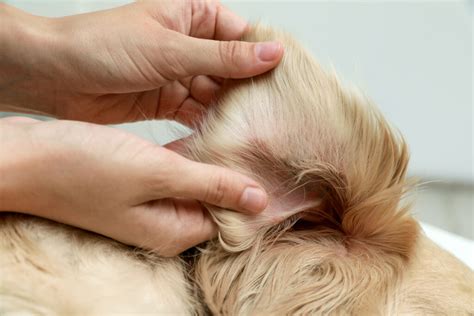 Does plucking a dog's ear hair hurt?