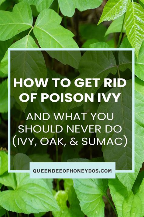 Does poison ivy get worse before it gets better?