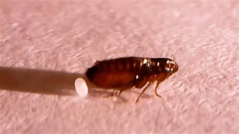 Does popping a flea kill it?