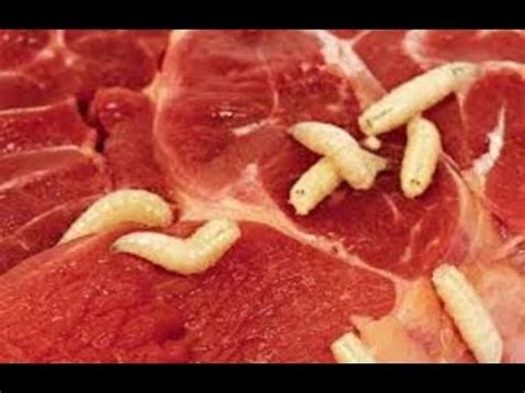 Does pork meat carry worms?