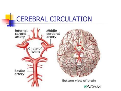 Does posture affect blood flow to brain?