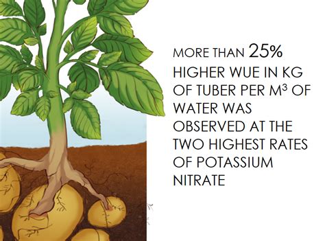 Does potassium increase potato yield?