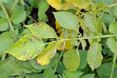 Does potato blight live in soil?