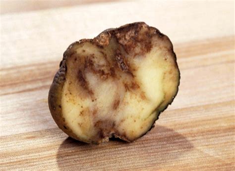 Does potato blight stay in the soil?