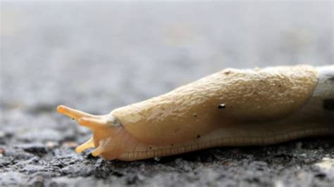 Does pouring salt on a slug kill it?