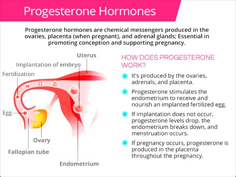 Does progesterone decrease collagen?