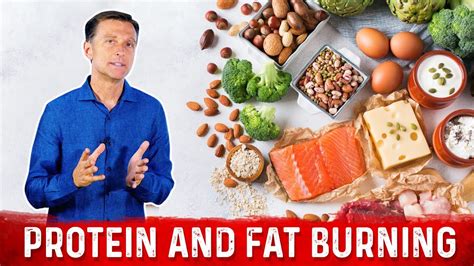 Does protein burn fat?