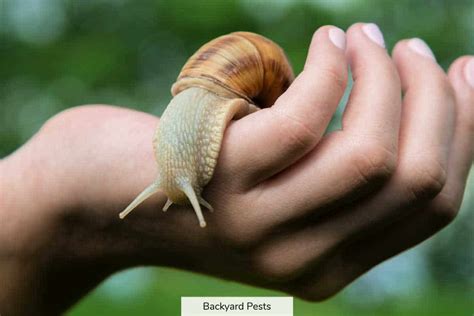 Does pulling a snail hurt it?