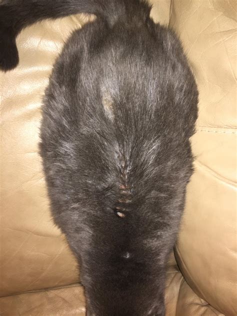 Does pulling out cat fur hurt?