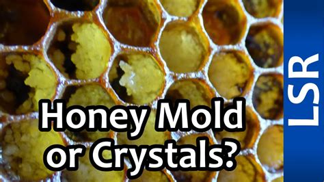 Does pure honey mold?