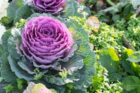 Does purple cabbage grow purple?