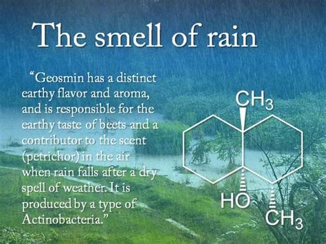 Does rain smell like nitrogen?