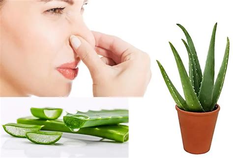 Does raw aloe smell?
