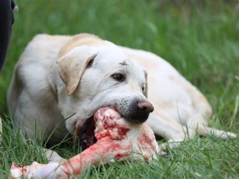 Does raw meat make dogs aggressive?