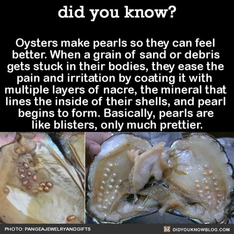 Does removing a pearl hurt the oyster?