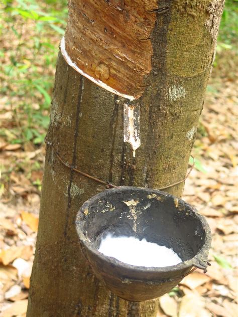 Does rubber rot in water?