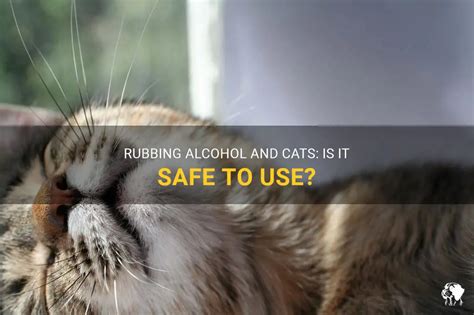 Does rubbing alcohol deter cats?