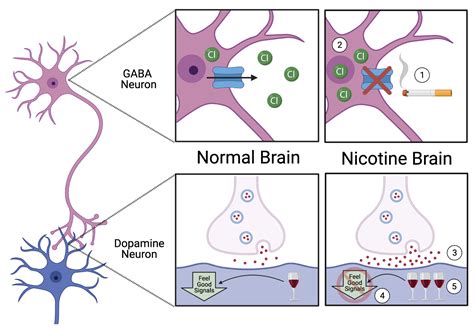 Does salt affect neurons?