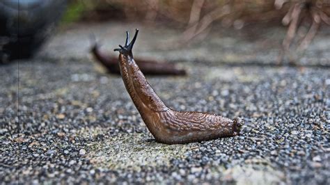 Does salt attract slugs?