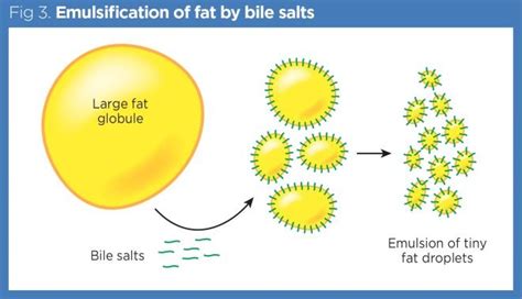 Does salt break down fat?