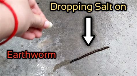 Does salt kill earthworms?