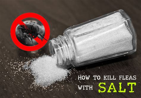 Does salt kill fleas?