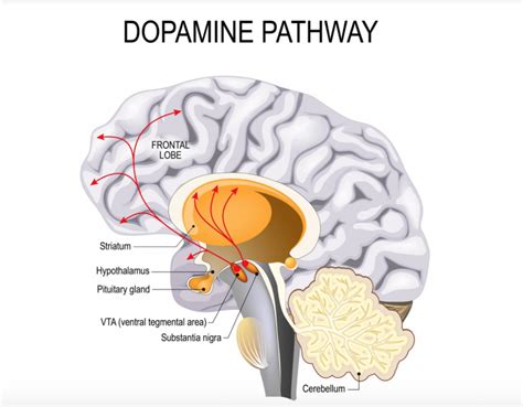 Does scrolling release dopamine?