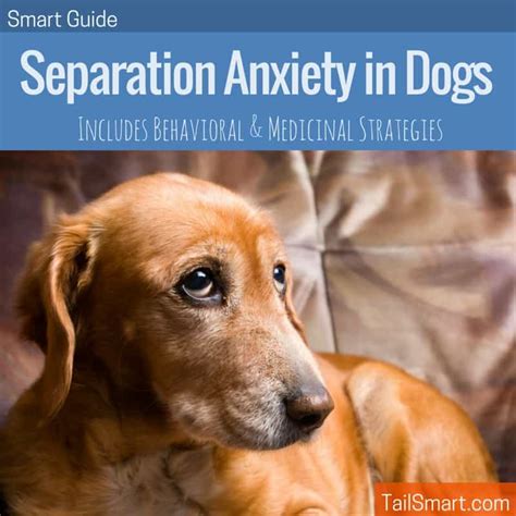 Does separation anxiety get worse as dogs age?