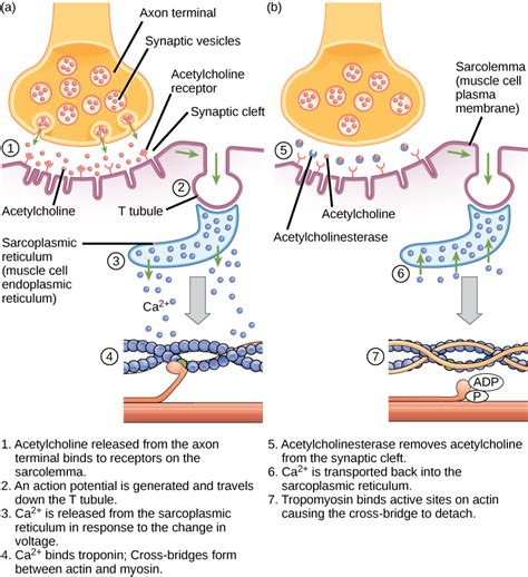 Does serotonin stimulate smooth muscle?