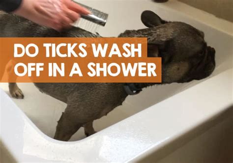 Does showering get rid of ticks?